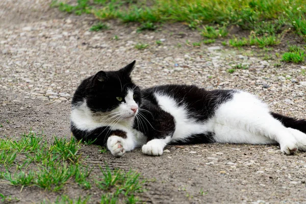 Gatto Bianco Nero Giace Terra — Foto Stock