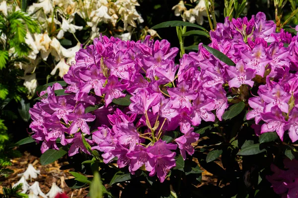 Beautiful Lilac Rhododendron Flower Garden — Stock Photo, Image