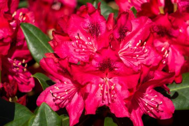 Bahçedeki güzel kırmızı rhododendron çiçeği