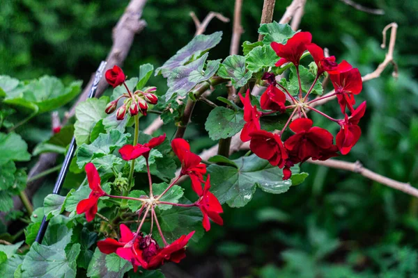 Όμορφα Ανθισμένα Κόκκινα Λουλούδια Γεράνι Κοντά — Φωτογραφία Αρχείου