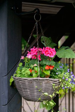 Pembe sardunya ve mavi lobelia ile sarkık saksı
