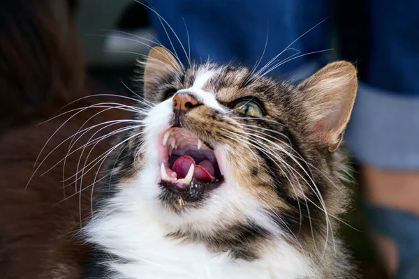 뾰족 한 송곳니를 가진 아름다운 솜털 고양이. — 스톡 사진