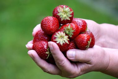 Kadın avuçlarında taze kırmızı çilekler.