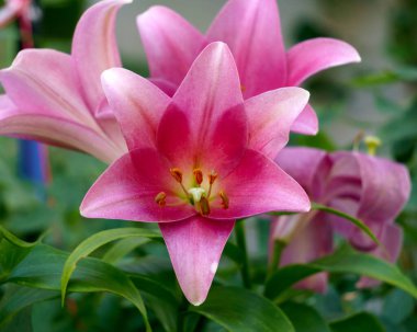 Güzel, büyük, pembe zambak çiçekleri..