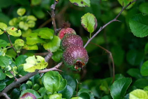 Sour, not yet ripe, green fruits of quince. — Stock Photo, Image