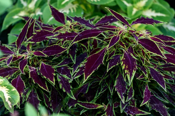 Ярко-фиолетовые зеленые листья крапивы в саду. — стоковое фото
