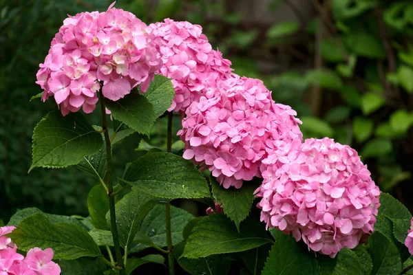 Schöne rosa große Blüten aus Hortensien in Nahaufnahme. — Stockfoto