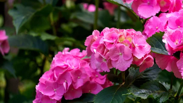 Lindas flores grandes cor-de-rosa de hortênsia close-up . — Fotografia de Stock