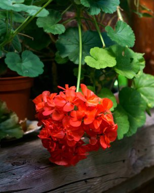 Ahşap bir arka planda kırmızı sardunya çiçekleri dalı