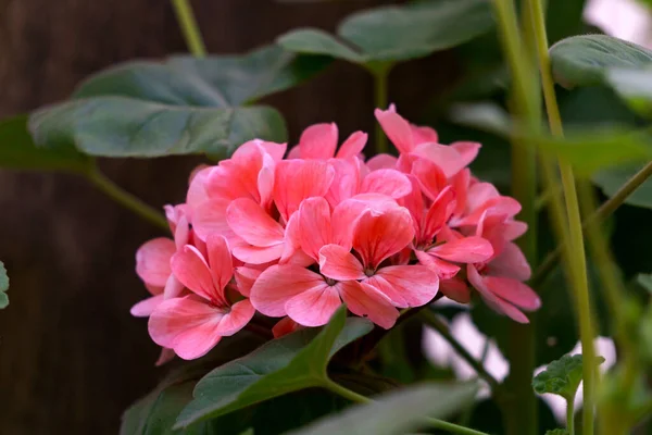 Ein Zweig Rosa Geranienblüten Auf Einem Hintergrund Grüner Blätter — Stockfoto