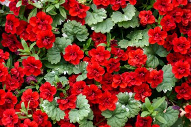 Parktaki kırmızı petunya çiçeklerinin arka planı.