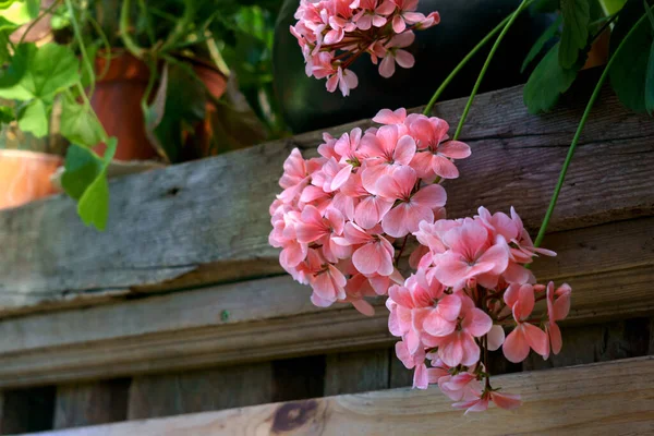 Ein Zweig rosa Geranienblüten auf einem Hintergrund aus Holzbrettern. — Stockfoto