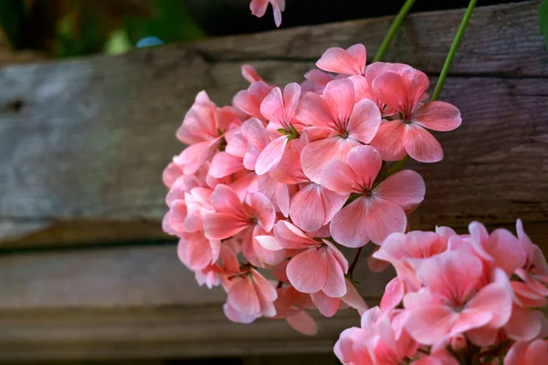 Ein Zweig rosa Geranienblüten auf einem Hintergrund aus Holzbrettern. — Stockfoto