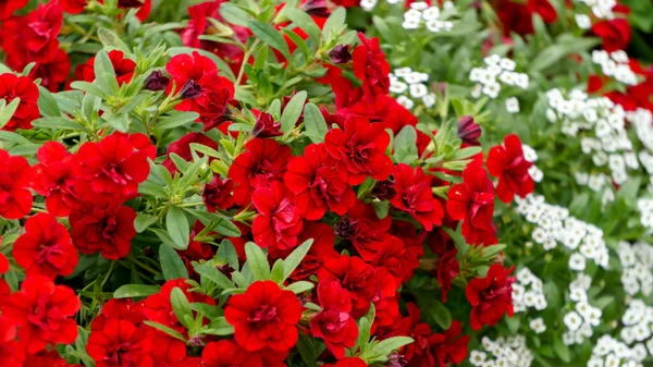 Background from red petunia flowers close-up in the park. — Stock Photo, Image