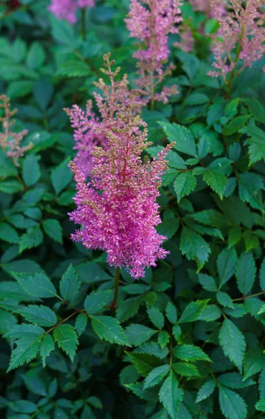 Барвиста Рожева Квітуча Астільба Літньому Саду — стокове фото