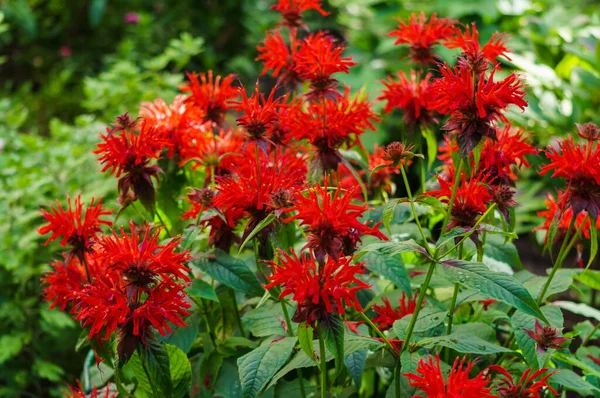 Fiori Rossi Alti Del Balsamo Api Monard Nel Giardino Estivo — Foto Stock