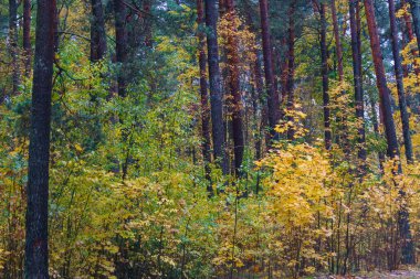 Ormandaki ağaçların üzerinde sarı yapraklar. Sonbahar manzarası
