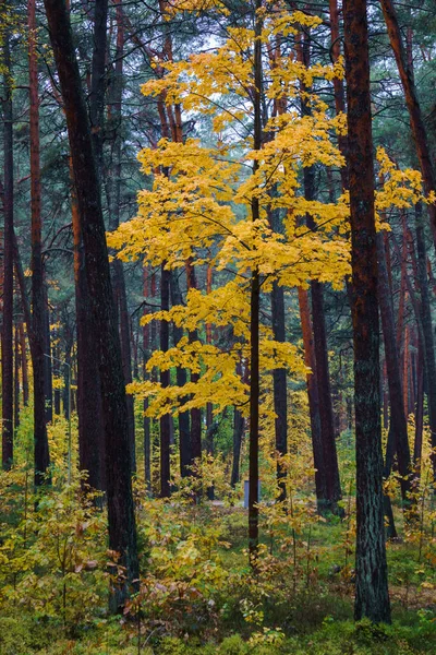 Hojas Amarillas Los Árboles Del Bosque Paisaje Otoñal —  Fotos de Stock