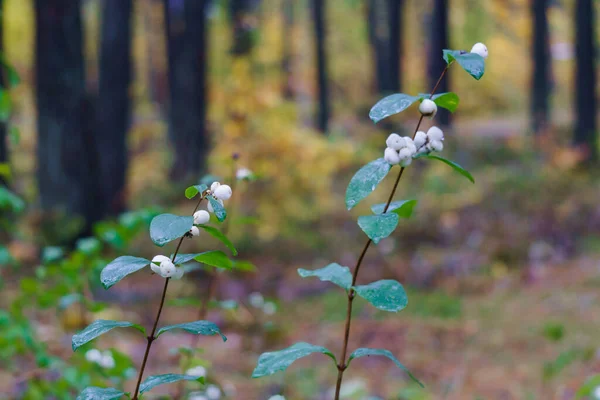 Weiße Ungenießbare Beeren Den Zweigen Eines Busches Wald — Stockfoto