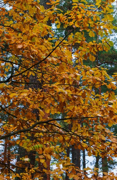 Branche Arbre Aux Feuilles Jaunes Paysage Automne — Photo