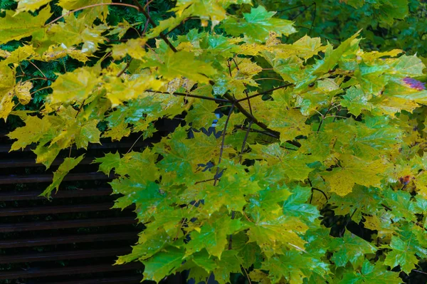Ветка Дерева Жёлтыми Листьями Осенний Пейзаж — стоковое фото