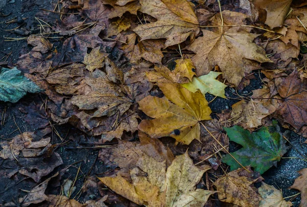 Verwelkte Vergilbte Ahornblätter Auf Dem Fußweg Herbstliche Landschaft — Stockfoto