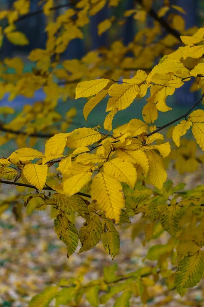 市内公園に灰の葉が黄色に染まります 秋の風景 — ストック写真