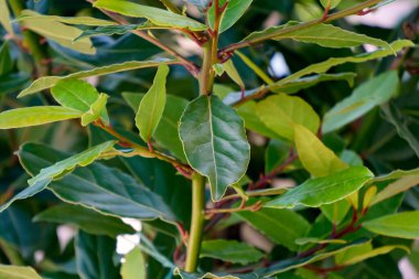 Taze defne yapraklarının parlak yeşil dalı.