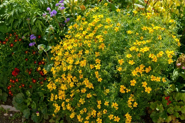 花园里的花坛上挂着一朵朵黄色的金盏花. — 图库照片