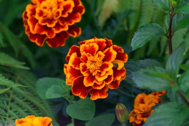 Bahçedeki bir çiçek tarlasında çok renkli kadife çiçekleri..