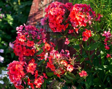 Şehir bahçesinde güzel turuncu phlox çeşitleri.