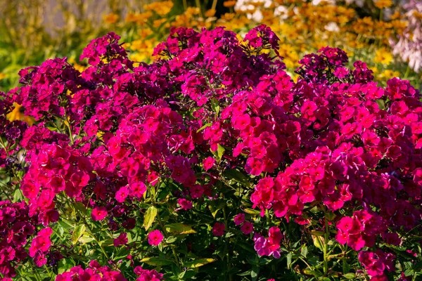 Hermosas variedades de flex púrpura en el jardín de la ciudad. — Foto de Stock