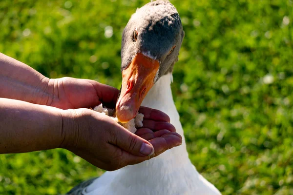 The goose eats slices of bread from the palms of a man. — Stock Photo, Image