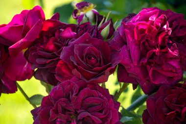 Bahçede çiçek açan Burgonya çiçeğinin güzel bir dalı