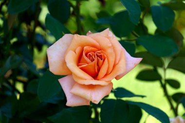 Güzel şeftali çiçeği bahçemizde.