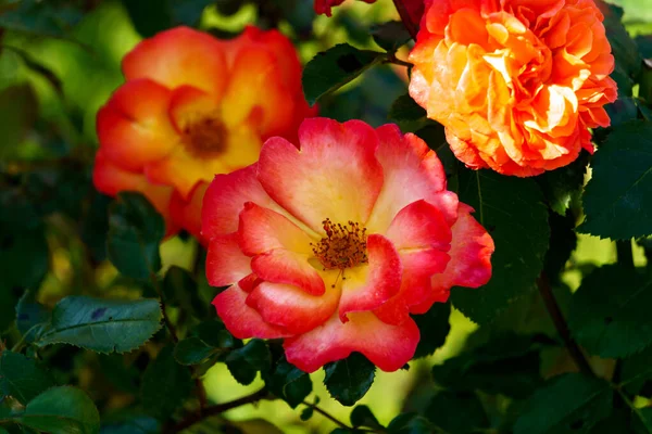 Vacker Gren Blommande Ovanliga Röd Gula Rosenblommor Trädgården — Stockfoto