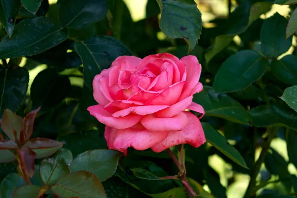 Schöne Blühende Rosa Rosenblüte Garten — Stockfoto