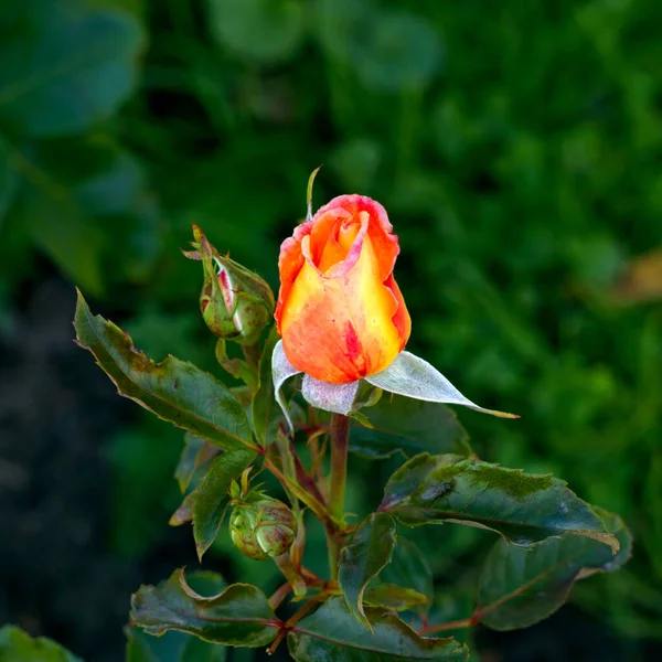 Όμορφο Μπουμπούκι Από Κόκκινο Κίτρινο Τριαντάφυλλο Στον Κήπο Μια Ηλιόλουστη — Φωτογραφία Αρχείου