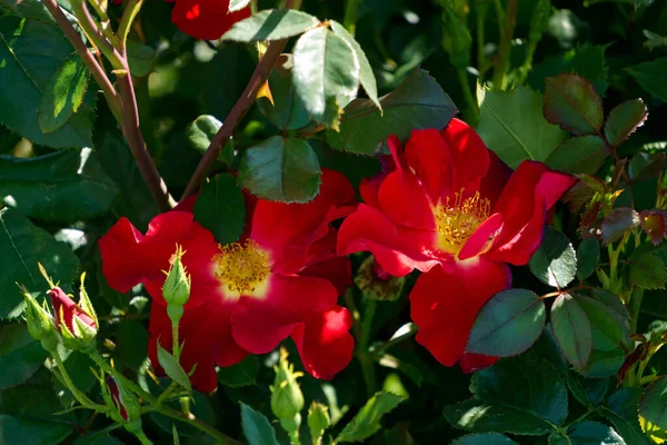 Beautiful Branch Blossoming Red Rose Flowers Garden — Stock Photo, Image