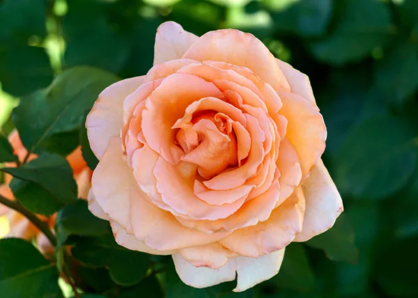 Hermosa Flor Melocotón Suave Flor Rosa Jardín — Foto de Stock