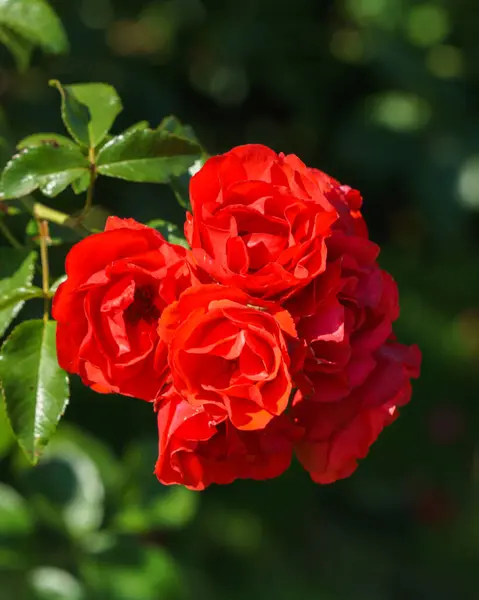 花园里美丽的一枝盛开的红玫瑰 — 图库照片