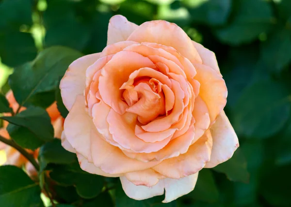 Belle Fleur Fleur Pêche Délicatement Rose Dans Jardin — Photo