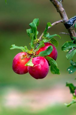 Bahçesinde yeşil yapraklar olan bir dalda kırmızı erik meyveleri.
