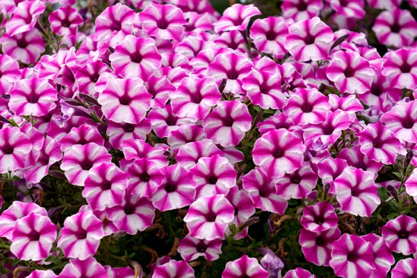 Wunderschöner Strauch Aus Weiß Rosa Petunien Einem Blumentopf — Stockfoto