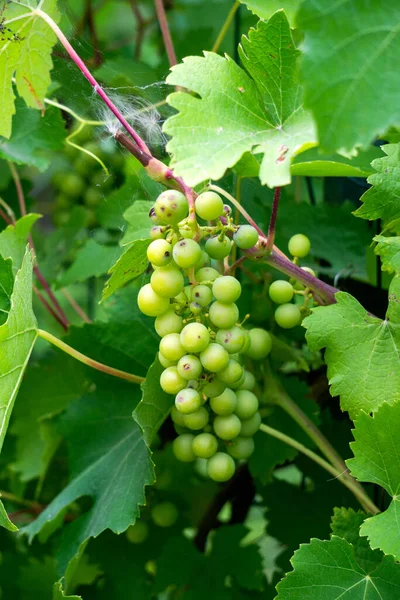 Des Grappes Raisins Verts Poussant Sur Une Vigne — Photo