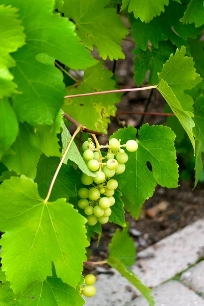 Des Grappes Raisins Verts Poussant Sur Une Vigne — Photo
