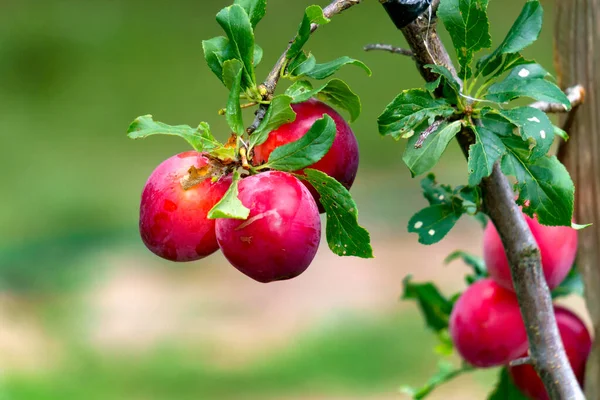 Bahçesinde yeşil yapraklar olan bir dalda kırmızı erik meyveleri.