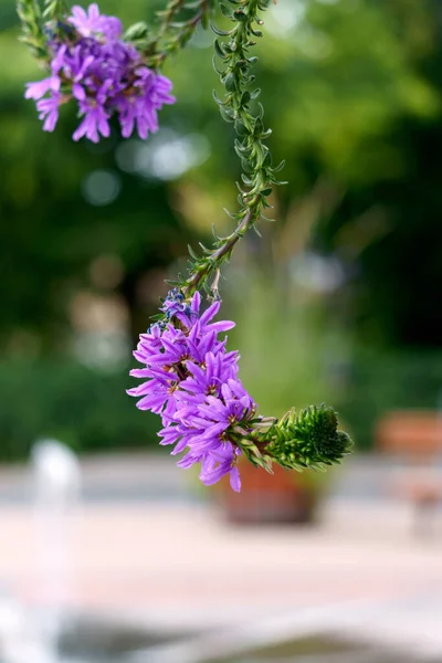 Purple flowers in a flower hanging pot in the garden