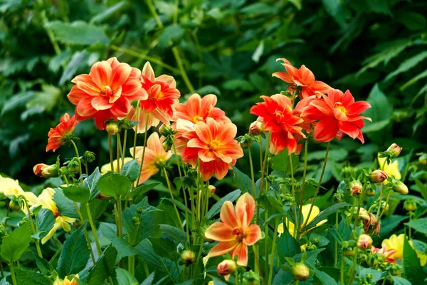 Flores Rojas Dalias Sobre Fondo Hojas Verdes — Foto de Stock
