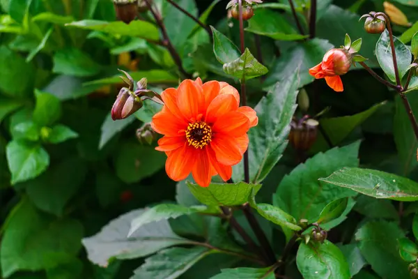 Red Dahlia Flower Background Green Leaves — Stock Photo, Image